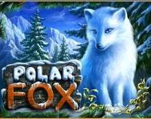 Silver Fox (Песец)